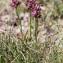  John De Vos - Anacamptis coriophora subsp. fragrans (Pollini) R.M.Bateman, Pridgeon & M.W.Chase [1997]