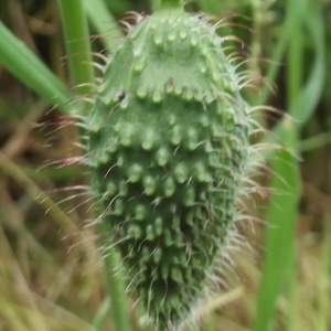 Photographie n°236489 du taxon Papaver rhoeas L.