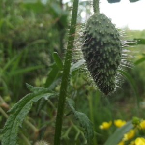 Photographie n°236490 du taxon Papaver rhoeas L.