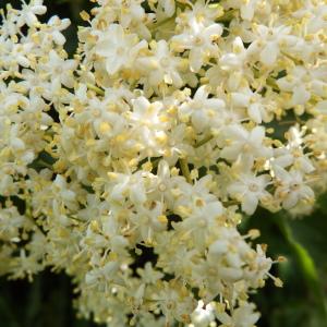 Photographie n°236494 du taxon Sambucus nigra L. [1753]