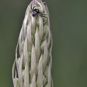 Himantoglossum hircinum (L.) Spreng. [1826] [nn75170] par Gilles SALAMA le 24/05/2014 - Pin-Balma