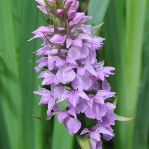 Photographie n°236565 du taxon Dactylorhiza praetermissa (Druce) Soó [1962]