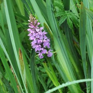 Photographie n°236566 du taxon Dactylorhiza praetermissa (Druce) Soó [1962]