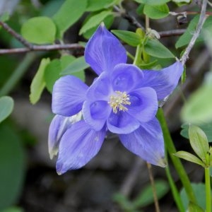 Photographie n°236576 du taxon Aquilegia vulgaris L. [1753]