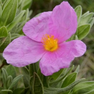 Photographie n°236583 du taxon Cistus albidus L. [1753]