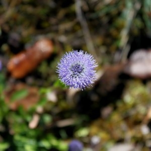 Photographie n°236588 du taxon Globularia vulgaris L. [1753]