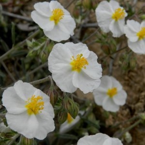 Photographie n°236590 du taxon Helianthemum apenninum (L.) Mill. [1768]