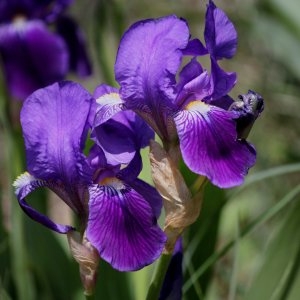 Photographie n°236592 du taxon Iris latifolia (Mill.) Voss [1895]