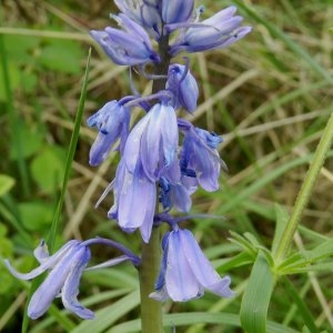 Photographie n°236593 du taxon Hyacinthoides non-scripta (L.) Chouard ex Rothm. [1944]