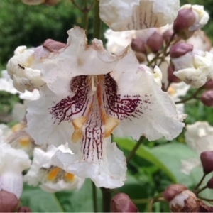 Photographie n°236631 du taxon Catalpa bignonioides Walter [1788]