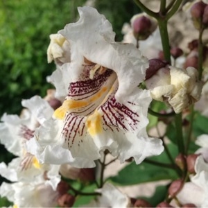 Photographie n°236634 du taxon Catalpa bignonioides Walter [1788]