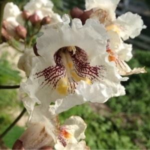 Photographie n°236635 du taxon Catalpa bignonioides Walter [1788]