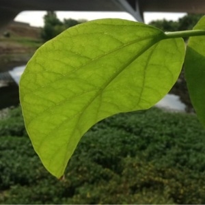 Photographie n°236637 du taxon Catalpa bignonioides Walter [1788]