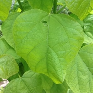 Photographie n°236638 du taxon Catalpa bignonioides Walter [1788]