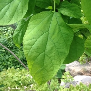 Photographie n°236639 du taxon Catalpa bignonioides Walter [1788]