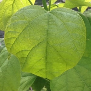 Photographie n°236640 du taxon Catalpa bignonioides Walter [1788]