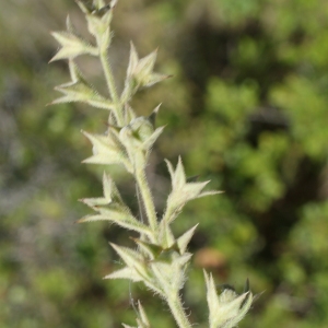 Photographie n°236643 du taxon Teucrium pseudochamaepitys L. [1753]