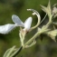  Liliane Roubaudi - Teucrium pseudochamaepitys L. [1753]