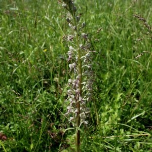 Photographie n°236681 du taxon Himantoglossum hircinum var. hircinum