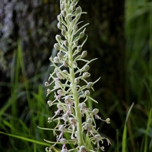 Photographie n°236682 du taxon Himantoglossum hircinum var. hircinum