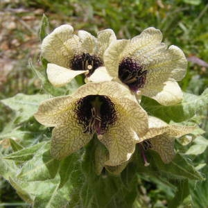Hyoscyamus vulgaris Bubani (Jusquiame noire)