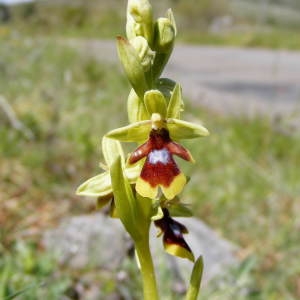 Photographie n°236735 du taxon Ophrys aymoninii (Breistr.) Buttler [1986]