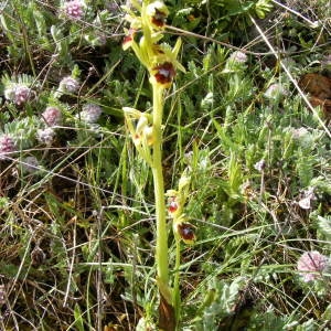 Photographie n°236736 du taxon Ophrys aymoninii (Breistr.) Buttler [1986]