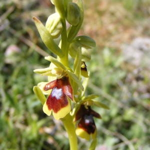 Photographie n°236737 du taxon Ophrys aymoninii (Breistr.) Buttler [1986]