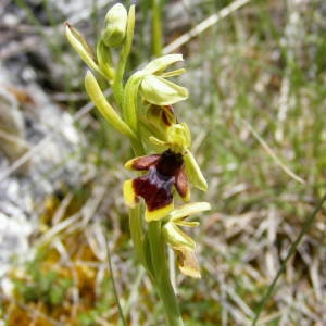 Photographie n°236738 du taxon Ophrys aymoninii (Breistr.) Buttler [1986]