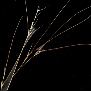 Photographie n°236769 du taxon Stipa offneri Breistr. [1950]