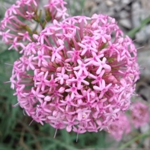 Photographie n°236776 du taxon Centranthus angustifolius (Mill.) DC. [1805]