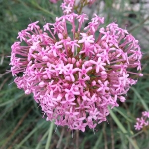 Photographie n°236777 du taxon Centranthus angustifolius (Mill.) DC. [1805]