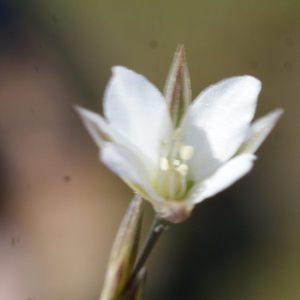 Photographie n°236792 du taxon Bufonia perennis Pourr. [1788]