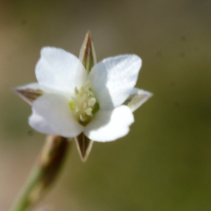 Photographie n°236795 du taxon Bufonia perennis Pourr. [1788]