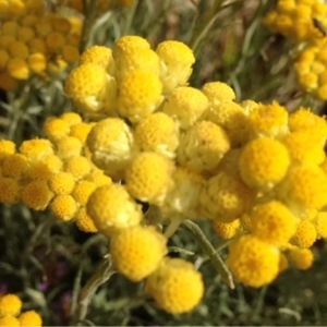 Photographie n°236817 du taxon Helichrysum stoechas (L.) Moench [1794]