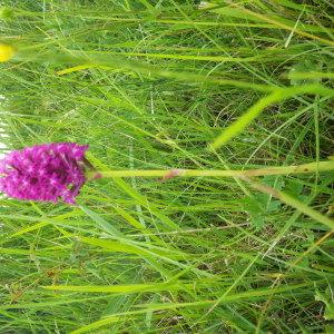 Photographie n°236863 du taxon Anacamptis pyramidalis (L.) Rich. [1817]