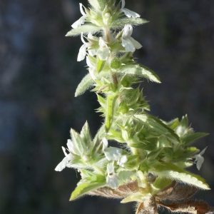 Photographie n°236891 du taxon Sideritis romana L. [1753]