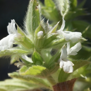 Photographie n°236894 du taxon Sideritis romana L. [1753]