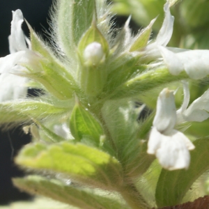 Photographie n°236896 du taxon Sideritis romana L. [1753]