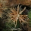  Marie  Portas - Hyoseris radiata L.