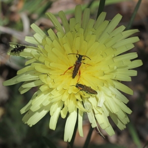 Photographie n°236951 du taxon Urospermum dalechampii (L.) Scop. ex F.W.Schmidt