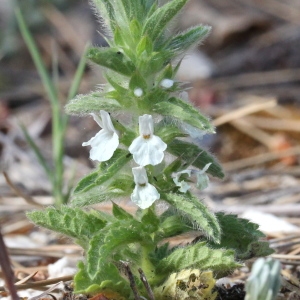 Photographie n°236960 du taxon Sideritis romana L. [1753]