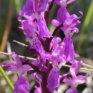 Orchis mascula var. acutiflora W.D.J.Koch (Orchis)