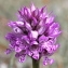  Marie  Portas - Orchis tridentata Scop. [1772]