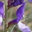  Marie  Portas - Vicia onobrychioides L.