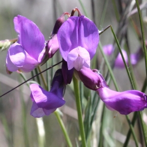 Lathyrus filiformis (Lam.) J.Gay (Gesse filiforme)