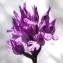  Marie  Portas - Orchis tridentata Scop.