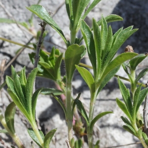 Photographie n°237013 du taxon Satureja montana L.