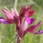  Marie  Portas - Orchis papilionacea L. [1759]