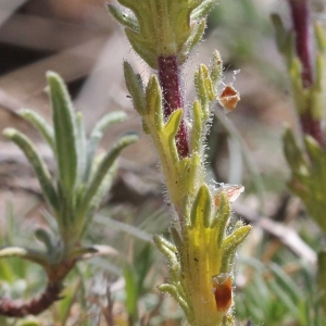 Photographie n°237030 du taxon Parentucellia latifolia (L.) Caruel